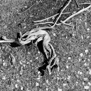Bisti Wilderness #79
