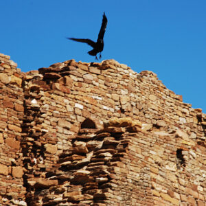 New Mexico: Chaco Canyon photograph raven in flight
