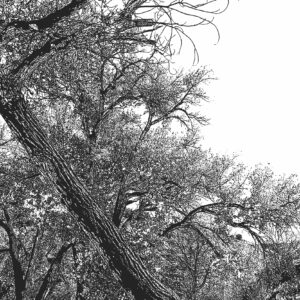Rio Chama, Abiquiu NM-ink-drawing.2--DSC-4830
